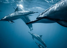 浙江vs亚泰首发阵容：5外援PK 4外援李体翔、谭龙首发